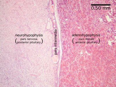 pituitary histology labeled | Pituitary Histology - Pituitary gland (labels) - histology slide ...