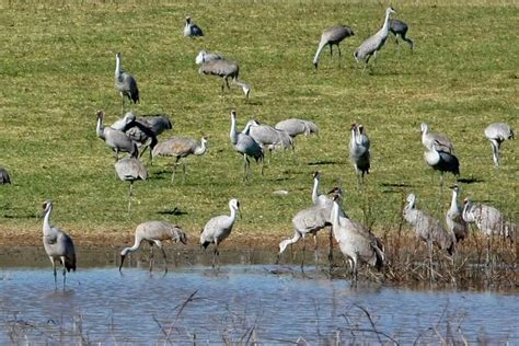 Birds at Wheeler National Wildlife Refuge: Jan. 25, 2022 - al.com