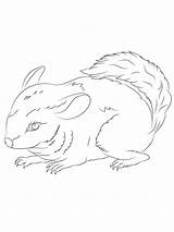 Common Chinchilla coloring Page sketch template