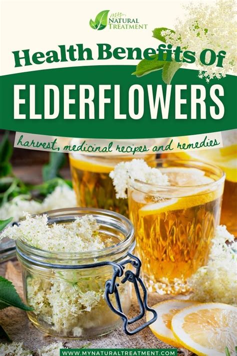 10 Health Benefits of Elderflower and How to Use Them in 2022 | Elderflower recipes, Health ...