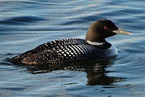 Your State Bird Is Moving Away Because of Climate Change - InsideHook