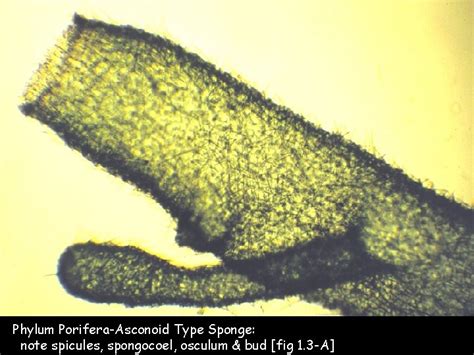 PHYLUM PORIFERA Phylum Porifera Asconoid Type Sponge This