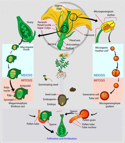 Flowering Plants: Life Cycle & Examples | Study.com