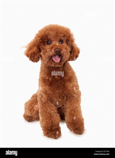 Portrait of Brown poodle, studio shot Stock Photo - Alamy