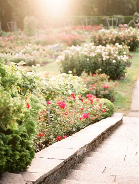 Portland International Rose Garden (Best Guide) - Green Garden Cottage