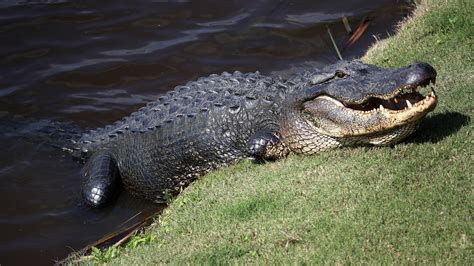 Louisiana Sues California Over Ban on Alligator Products | KTLA