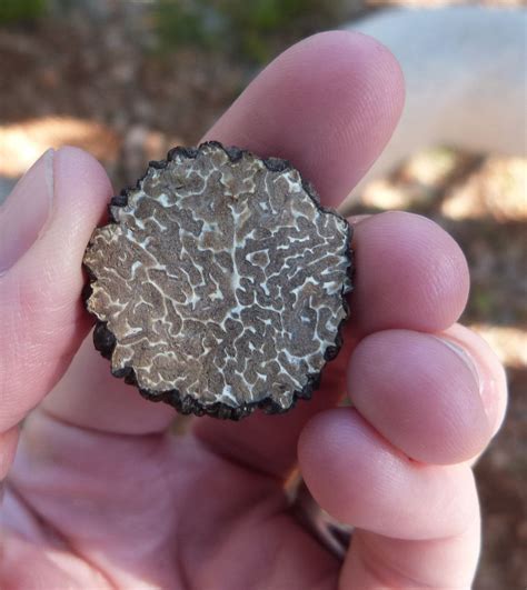 Black truffles imperiled by climate change | Popular Science