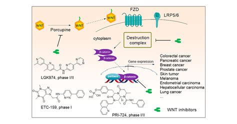 Small-Molecule Inhibitors Targeting the Canonical WNT Signaling Pathway for the Treatment of ...