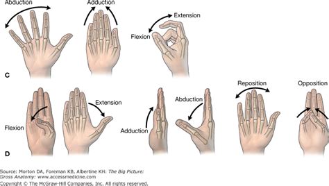 Chapter 33. Hand | The Big Picture: Gross Anatomy | AccessPharmacy ...