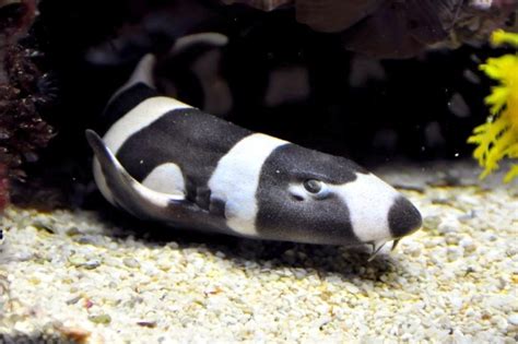 Bamboo Shark – "OCEAN TREASURES" Memorial Library