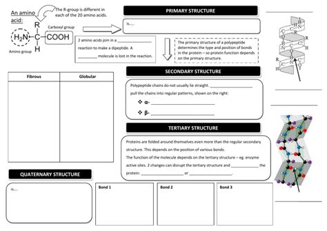 Proteins structure scaffold template