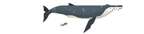 The Whales of Antarctica | Magazine Articles | WWF