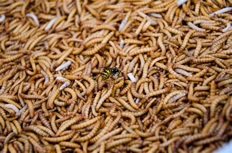 9 Spiritual Meanings of Maggots in House Floor: Sign of Death?