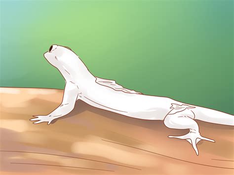 ヤモリを飼う方法: 11 ステップ (画像あり) - wikiHow