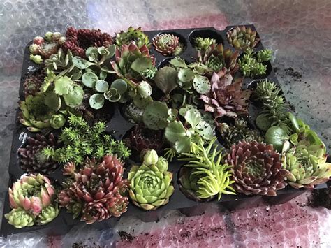 I’ve had two trays now from this supplier, I love them : r/succulents