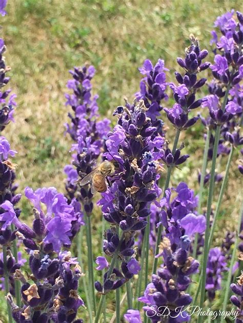 Fragrant Isle Lavender Farm, Washington Island, Door County, Wisconsin ...