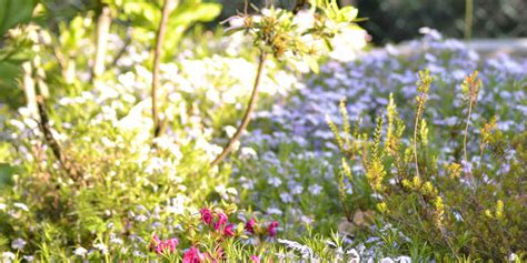 The best way to Plant Boise American Boxwood Hedges – i a m t r i g g e ...