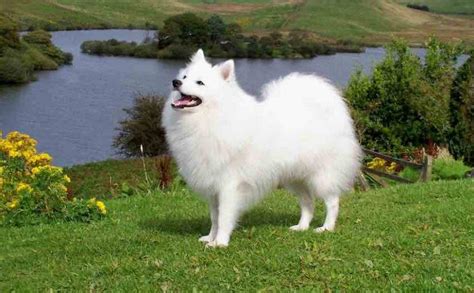 Indian Spitz Info, Size, Temperament, Lifespan, and Pictures