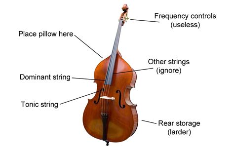 Double Bass - Musical instrument instruction diagrams: get to know your instrument - Classic FM