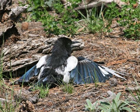 Black-billed Magpie with spread wings 3561a | Birdspix