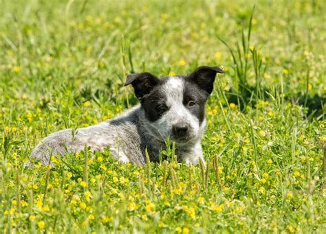 Is the Australian Shepherd Blue Heeler mix right for you? - K9 Web