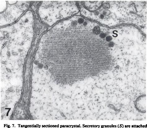 Figure 7 from Snail neurons as a possible model for testing neurotoxic ...