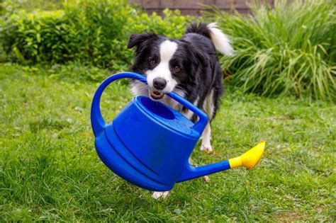 Is dark brown mulch bad for dogs? Let’s Explore – KeepingDog