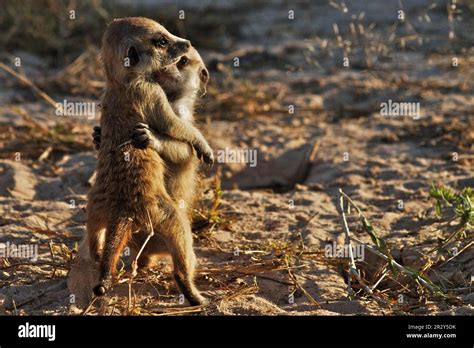 Meerkats (Suricata suricatta) Meerkat, predators, mammals, creepers ...