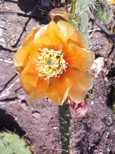 Peyote Ceremony Preparation | What to Bring | Desert Spirit Quest Tours