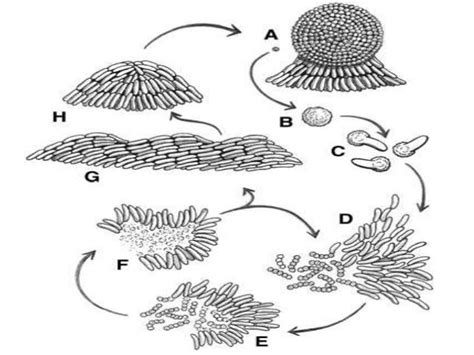 Myxobacteria, life cycle, genetic basis of differentiation