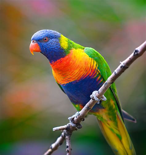 Rainbow Lorikeet | Birds Wiki | Fandom