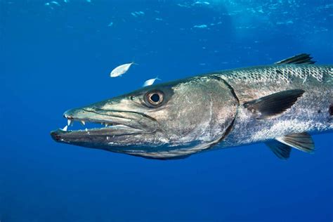 Barracuda: Habitat, Behavior, and Diet