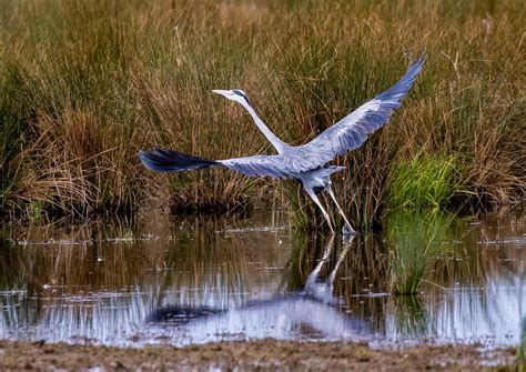 Grey Heron Bird Flying - Free photo on Pixabay - Pixabay