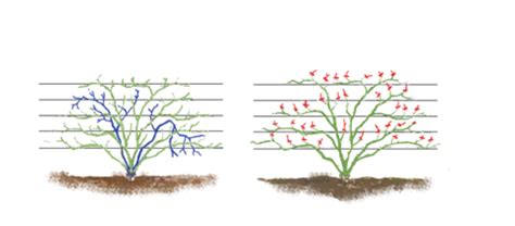 Pruning Roses — Green Acres Nursery & Supply