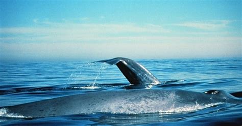 Blue Whale Song Mystery Baffles Scientists | WIRED