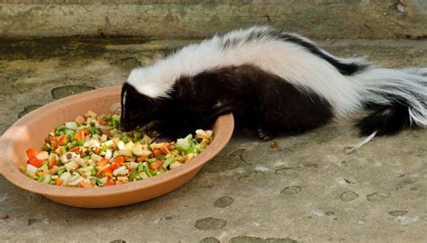 Foods That Skunks Eat | Animals - mom.me