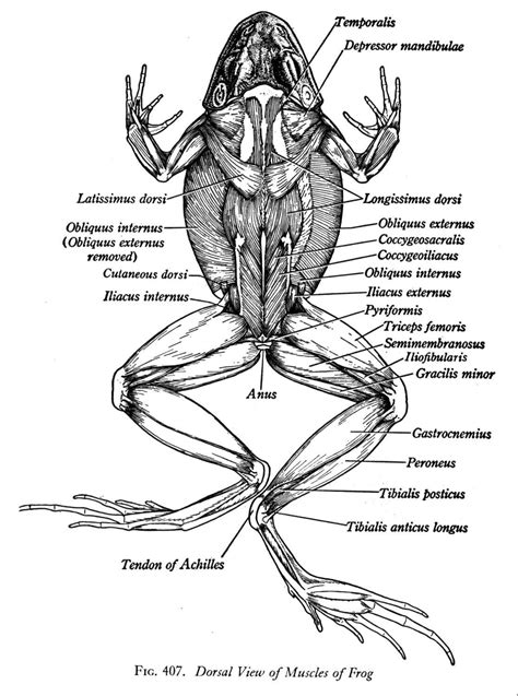 Frog dissection, Frog drawing, Amphibians