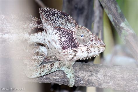 Malagasy giant chameleon (Furcifer oustaleti)