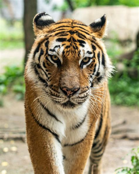 Tiger Pictures | Download Free Images & Stock Photos on Unsplash