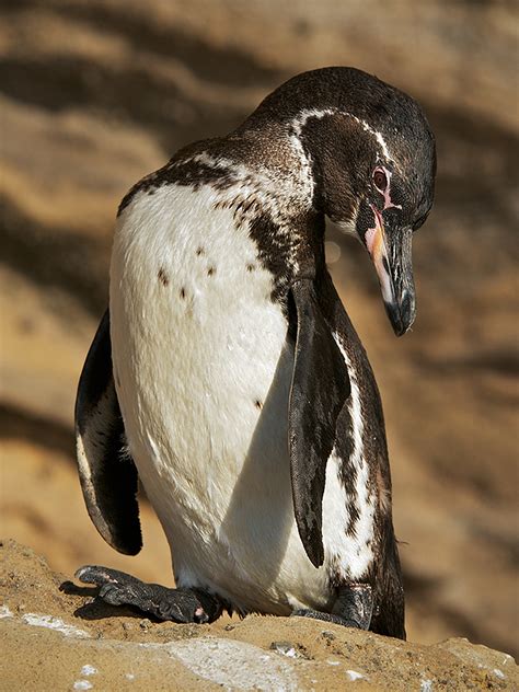 Galápagos Penguin | Sean Crane Photography