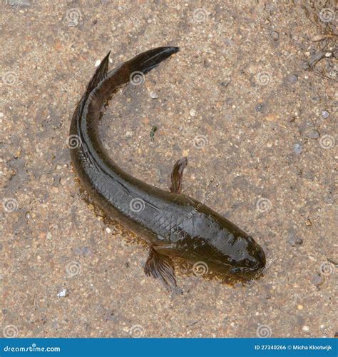 Snake Fish is Trying To Escape on a Vietnamese Market Stock Photo - Image of pool, bone: 27340266