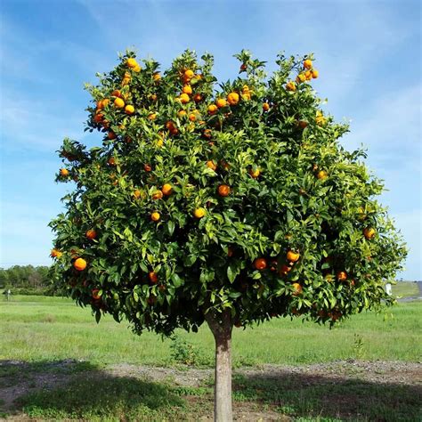 Tango Mandarin Tree - PlantsExpress.com