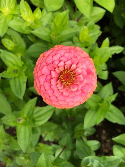 Flower farms take root in New Brunswick | CBC News