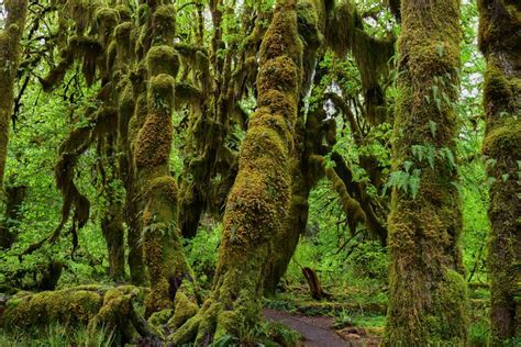 Olympic Park: Hoh Rain Forest, Rialto Beach Small-Group Tour 2024 ...