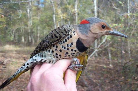 Female Yellow-shafted Flicker | Woodpecker, State birds, Northern flicker