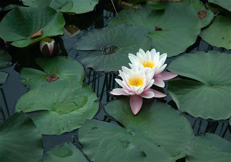 Dudmaston Hall Gardens, Quatt. | Water Lilly. | rodburkey | Flickr