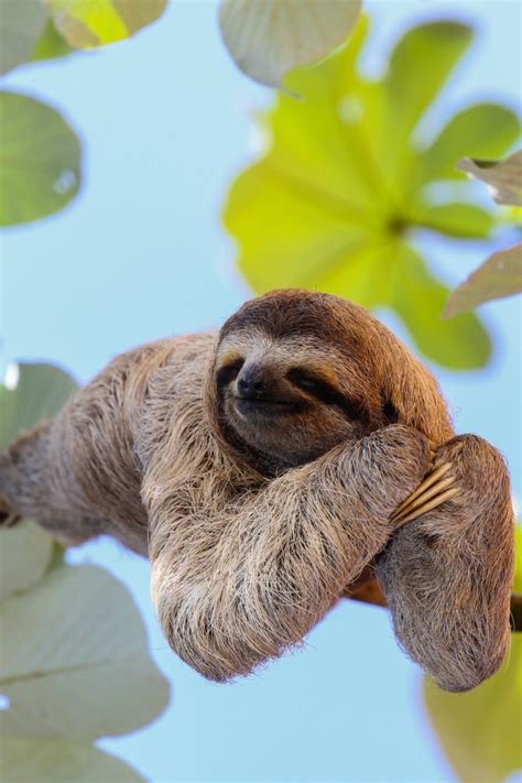 These Baby Sloths Getting Swaddled Will Make You Say, "AWW!"