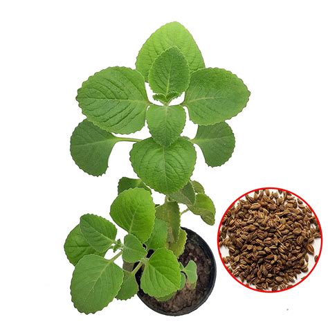 100 Oregano Herb Seeds | help reduce cough | fighting against some bacteria and viruses – JSPSeeds