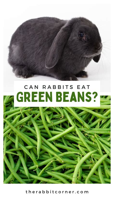 a rabbit sitting on top of green beans next to the words can rabbits ...