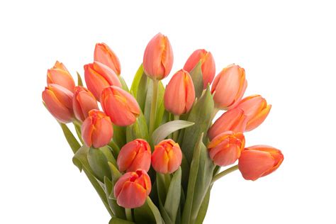 Free photo: Orange Tulips - Beautiful, Beijing, Bloom - Free Download - Jooinn